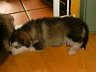 Pups 33.jpg